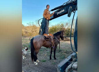 American Quarter Horse, Wallach, 7 Jahre, 163 cm, Roan-Bay