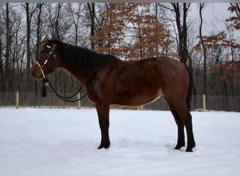 American Quarter Horse, Wallach, 7 Jahre, 163 cm, Roan-Bay