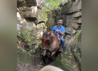 American Quarter Horse, Wallach, 7 Jahre, 163 cm, Roan-Bay