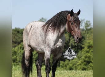 American Quarter Horse, Wallach, 7 Jahre, 163 cm, Roan-Blue
