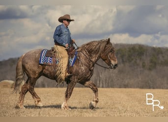 American Quarter Horse, Wallach, 7 Jahre, 163 cm, Roan-Red