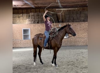 American Quarter Horse, Wallach, 7 Jahre, 163 cm, Rotbrauner