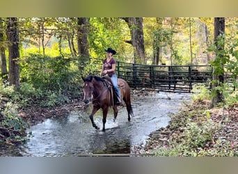 American Quarter Horse, Wallach, 7 Jahre, 163 cm, Rotbrauner