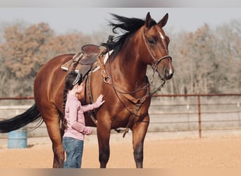 American Quarter Horse Mix, Wallach, 7 Jahre, 163 cm, Rotfuchs