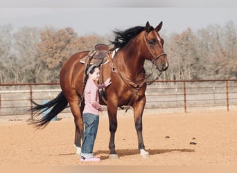 American Quarter Horse Mix, Wallach, 7 Jahre, 163 cm, Rotfuchs