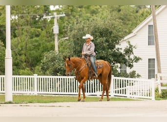 American Quarter Horse, Wallach, 7 Jahre, 163 cm, Rotfuchs