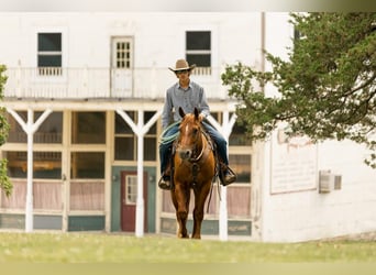 American Quarter Horse, Wallach, 7 Jahre, 163 cm, Rotfuchs