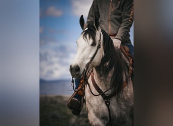 American Quarter Horse, Wallach, 7 Jahre, 163 cm, Schimmel