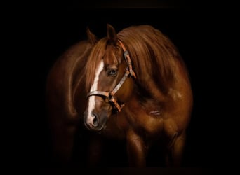 American Quarter Horse, Wallach, 7 Jahre, 165 cm, Dunkelfuchs
