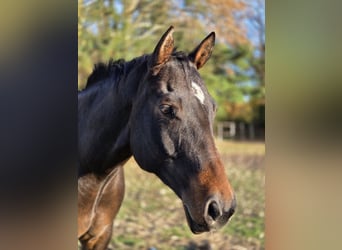 American Quarter Horse, Wallach, 7 Jahre, 167 cm, Dunkelbrauner