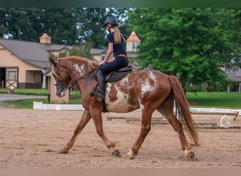 American Quarter Horse Mix, Wallach, 7 Jahre, 168 cm