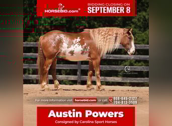 American Quarter Horse Mix, Wallach, 7 Jahre, 168 cm