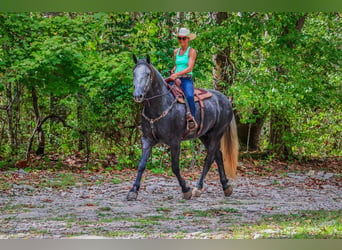 American Quarter Horse, Wallach, 7 Jahre, 170 cm, Apfelschimmel