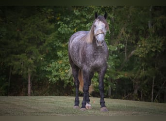 American Quarter Horse, Wallach, 7 Jahre, 170 cm, Apfelschimmel
