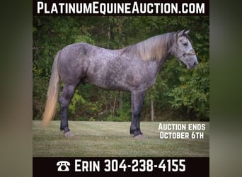 American Quarter Horse, Wallach, 7 Jahre, 170 cm, Apfelschimmel