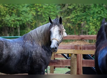 American Quarter Horse, Wallach, 7 Jahre, 170 cm, Apfelschimmel