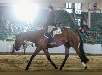 American Quarter Horse, Wallach, 7 Jahre, 170 cm, Brauner