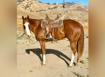 American Quarter Horse, Wallach, 7 Jahre, 170 cm, Overo-alle-Farben