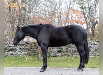 American Quarter Horse, Wallach, 7 Jahre, 173 cm, Rappe