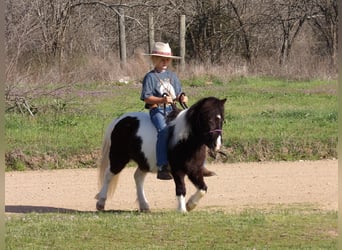 American Quarter Horse, Wallach, 7 Jahre, 94 cm, Tobiano-alle-Farben