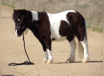 American Quarter Horse, Wallach, 7 Jahre, 94 cm, Tobiano-alle-Farben