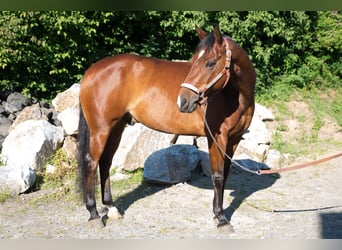 American Quarter Horse, Wallach, 7 Jahre, Brauner