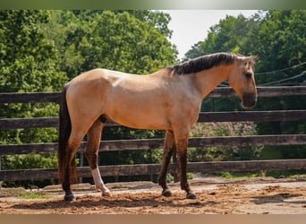 American Quarter Horse Mix, Wallach, 7 Jahre, Buckskin