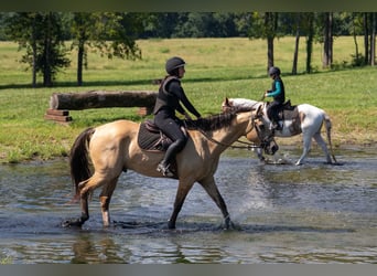 American Quarter Horse Mix, Wallach, 7 Jahre, Buckskin