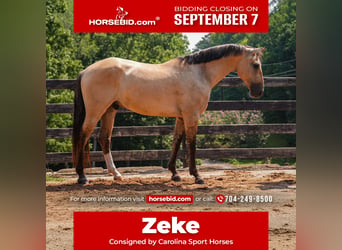 American Quarter Horse Mix, Wallach, 7 Jahre, Buckskin