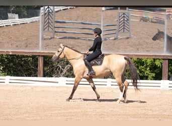 American Quarter Horse Mix, Wallach, 7 Jahre, Buckskin
