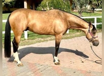 American Quarter Horse, Wallach, 7 Jahre, Buckskin