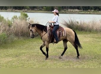 American Quarter Horse, Wallach, 7 Jahre, Buckskin
