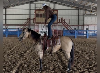 American Quarter Horse, Wallach, 7 Jahre, Buckskin