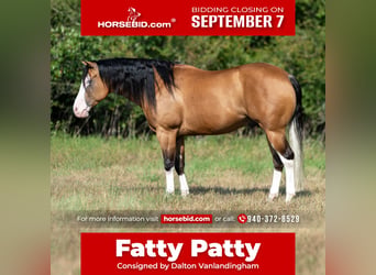 American Quarter Horse, Wallach, 7 Jahre, Buckskin