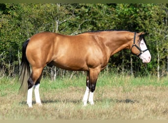 American Quarter Horse, Wallach, 7 Jahre, Buckskin