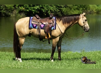 American Quarter Horse, Wallach, 7 Jahre, Buckskin