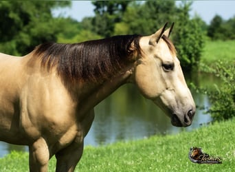 American Quarter Horse, Wallach, 7 Jahre, Buckskin