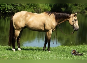 American Quarter Horse, Wallach, 7 Jahre, Buckskin