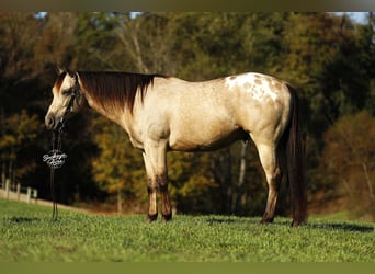American Quarter Horse Mix, Wallach, 7 Jahre, Buckskin