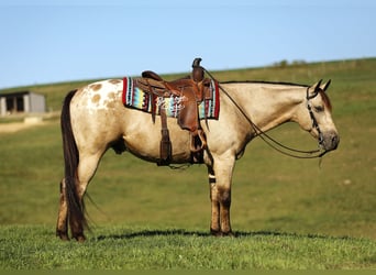 American Quarter Horse Mix, Wallach, 7 Jahre, Buckskin