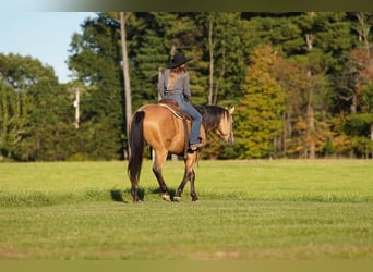 American Quarter Horse, Wallach, 7 Jahre, Buckskin