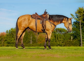 American Quarter Horse, Wallach, 7 Jahre, Buckskin