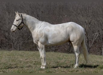 American Quarter Horse, Wallach, 7 Jahre, Champagne