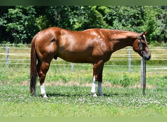 American Quarter Horse, Wallach, 7 Jahre, Dunkelfuchs