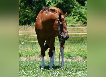 American Quarter Horse, Wallach, 7 Jahre, Dunkelfuchs
