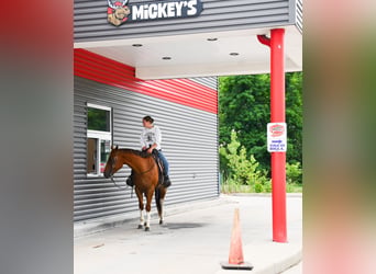 American Quarter Horse, Wallach, 7 Jahre, Dunkelfuchs