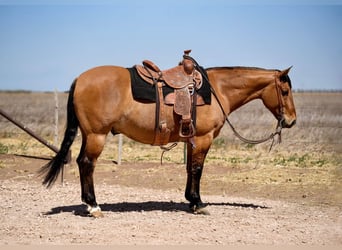 American Quarter Horse, Wallach, 7 Jahre, Falbe