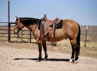 American Quarter Horse, Wallach, 7 Jahre, Falbe