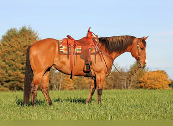 American Quarter Horse, Wallach, 7 Jahre, Falbe
