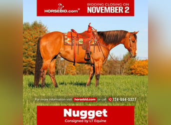 American Quarter Horse, Wallach, 7 Jahre, Falbe